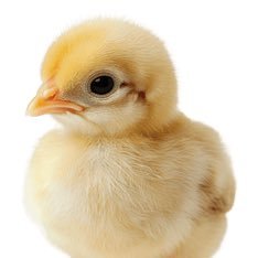 chickcrisis's profile picture