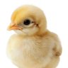 Chick profil fotoğrafı