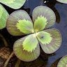 Profilbild von marsilea