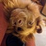 A. D. 🐶 & 🦋 profil fotoğrafı