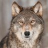 The Betting Wolf profil fotoğrafı