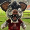 Timbu Vei de Guerra's profile picture
