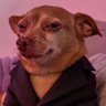 El Chapo's profile picture