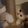 ป๊อปปี้ ˖ ࣪⊹𐙚 profil fotoğrafı