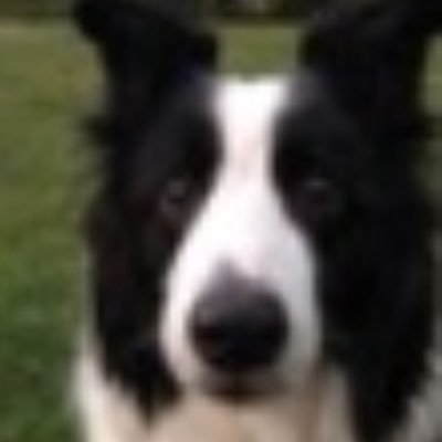 Kolliewoof's profile picture