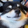Profilbild von ShadyShiba