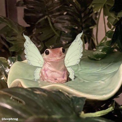 misslittlefrog's profile picture
