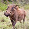 Profilbild von warthog (kasongo)