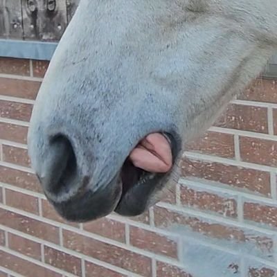 ふれぼ's profile picture