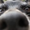 Captain Manimal's profile picture