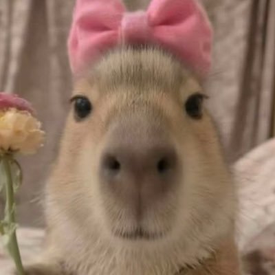 saccunin's profile picture