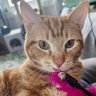 Daphne Schaffer profil fotoğrafı