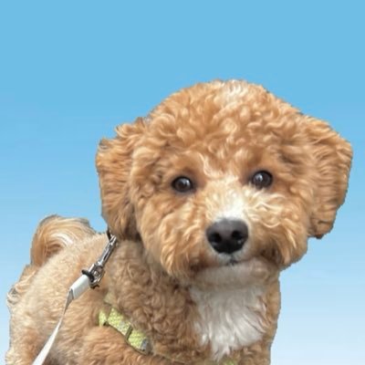 tempura24modoki's profile picture