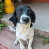 Rocky SD profil fotoğrafı