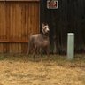 Фото профиля Dances With Dobies