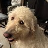 𝐁𝐫𝐢𝐭𝐭'𝐬 always blurry's profile picture