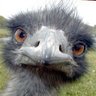 Teddy_GR7 profil fotoğrafı