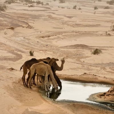 أميرة الهلالي🌙's profile picture