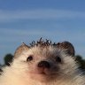 Lorz's profile picture