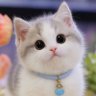 Should have a cat's profile picture