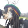Profilbild von Dielman