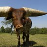 Bulls of Ewaso 🐂 profil fotoğrafı