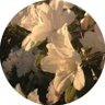 Gh profil fotoğrafı