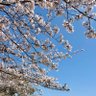 Aom(あお)'s profile picture