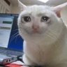 めんたい profil fotoğrafı