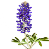 Фото профиля The Blue Bonnet Gazetteer
