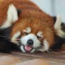 こうへい🎖️'s profile picture