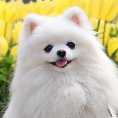 ましゅまろ ポメラニアン🐶's profile picture