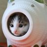 neko_SPEED_Co., Ltd. profil fotoğrafı