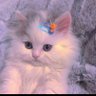 H A L O U S H A 🕊️♛💘's profile picture