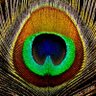 Фото профиля Argus