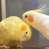 インコ 的头像