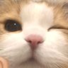 ryu🥷 profil fotoğrafı
