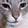 Profilbild von humane345