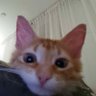 TheRedCat 的头像