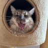 Pfeffer, Joachim🐈🐈⬛🐈🐕🐎🐎's profile picture