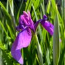 Фото профиля Jacquelyn Williams