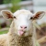 S. profil fotoğrafı