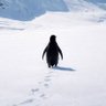 Arayanadam profil fotoğrafı