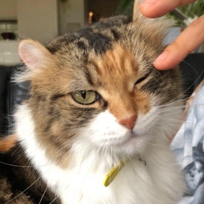 TOMO KOSUGA's profile picture