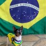 AQUI É BOLSONARO ATÉ O FIM 的头像
