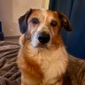 Щобакин 🇲🇩+🇷🇴=❤️🇪🇺 profil fotoğrafı