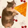 mad angles achaari billi ็ๅคดๅ