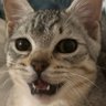 AC's profile picture