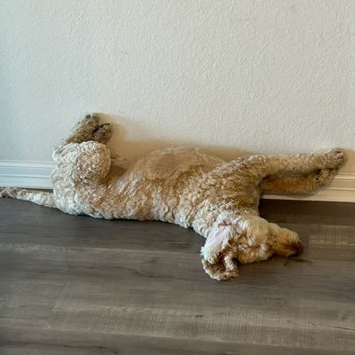 Harley's profile picture