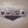 Profilbild von Sacabambaspis